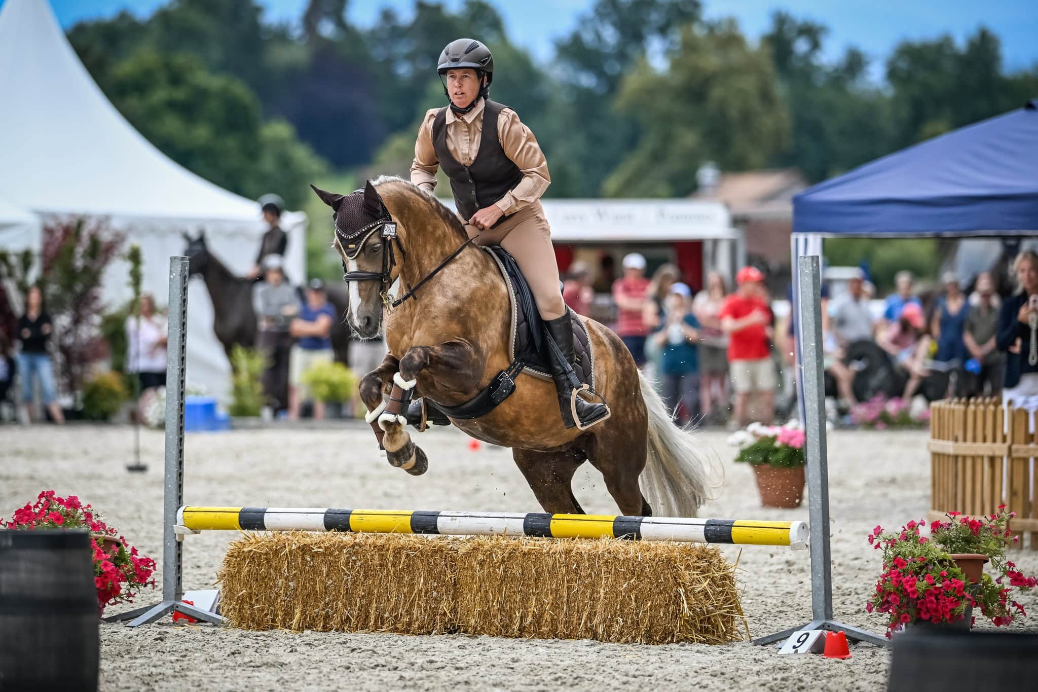Pony Weide Ponys Weide