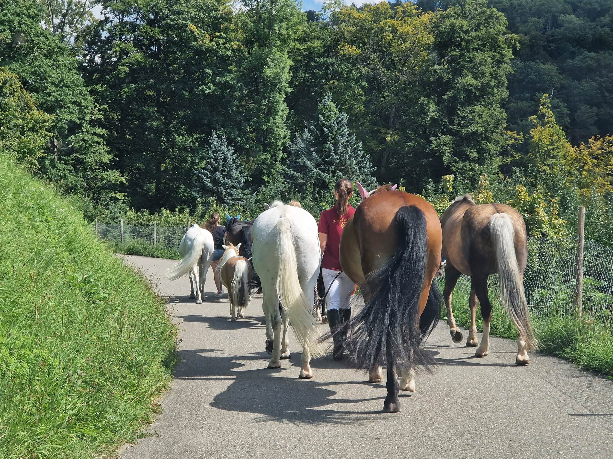 Pony Weide Ponys Weide