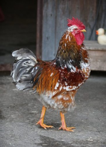 Olaf-4